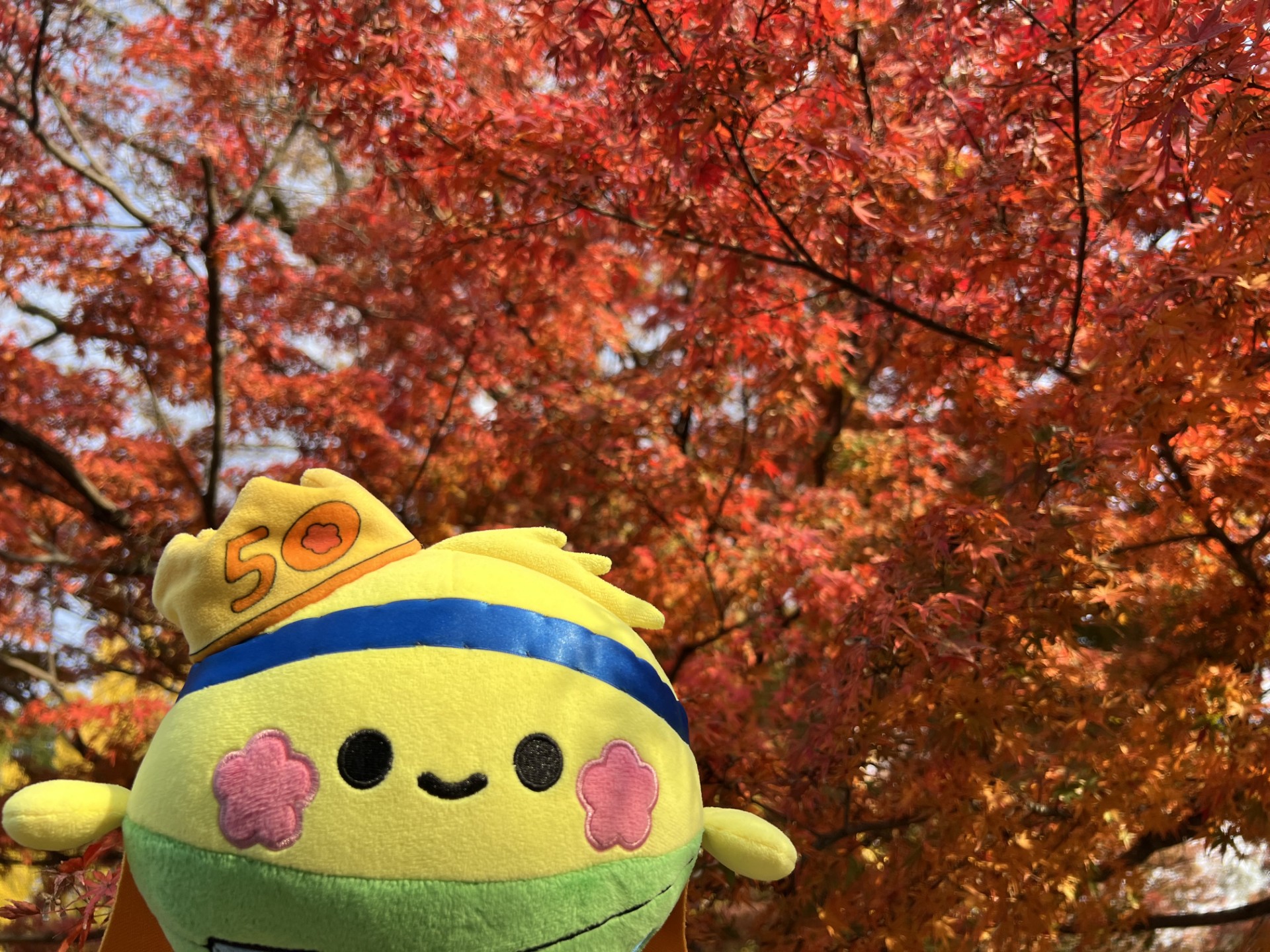 ソヨぐるみ　全国旅するフォトギャラリー（11/17更新）