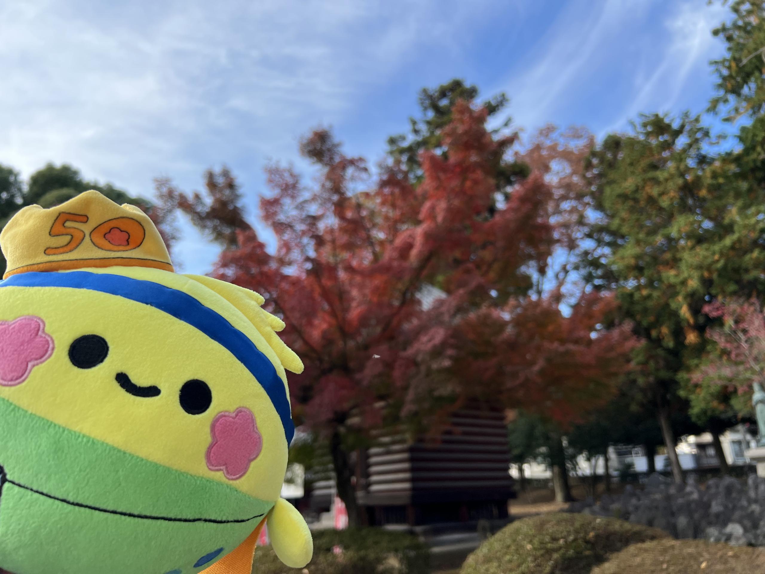 ソヨぐるみ　全国旅するフォトギャラリー（12/5更新）