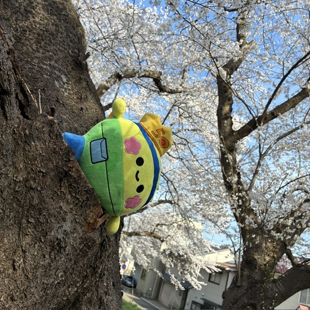 ソヨぐるみ　全国旅するフォトギャラリー（4/3更新）